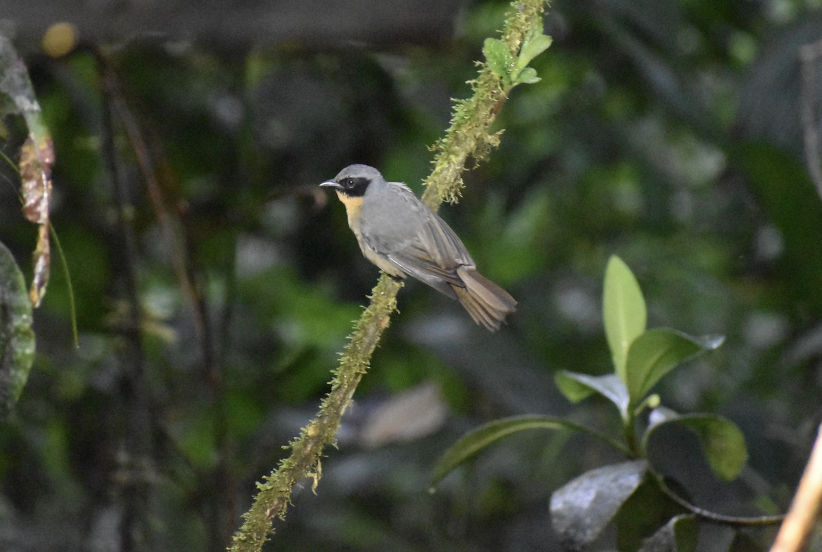 Black-eared Hemispingus (Black-eared) - Matthew Voelker