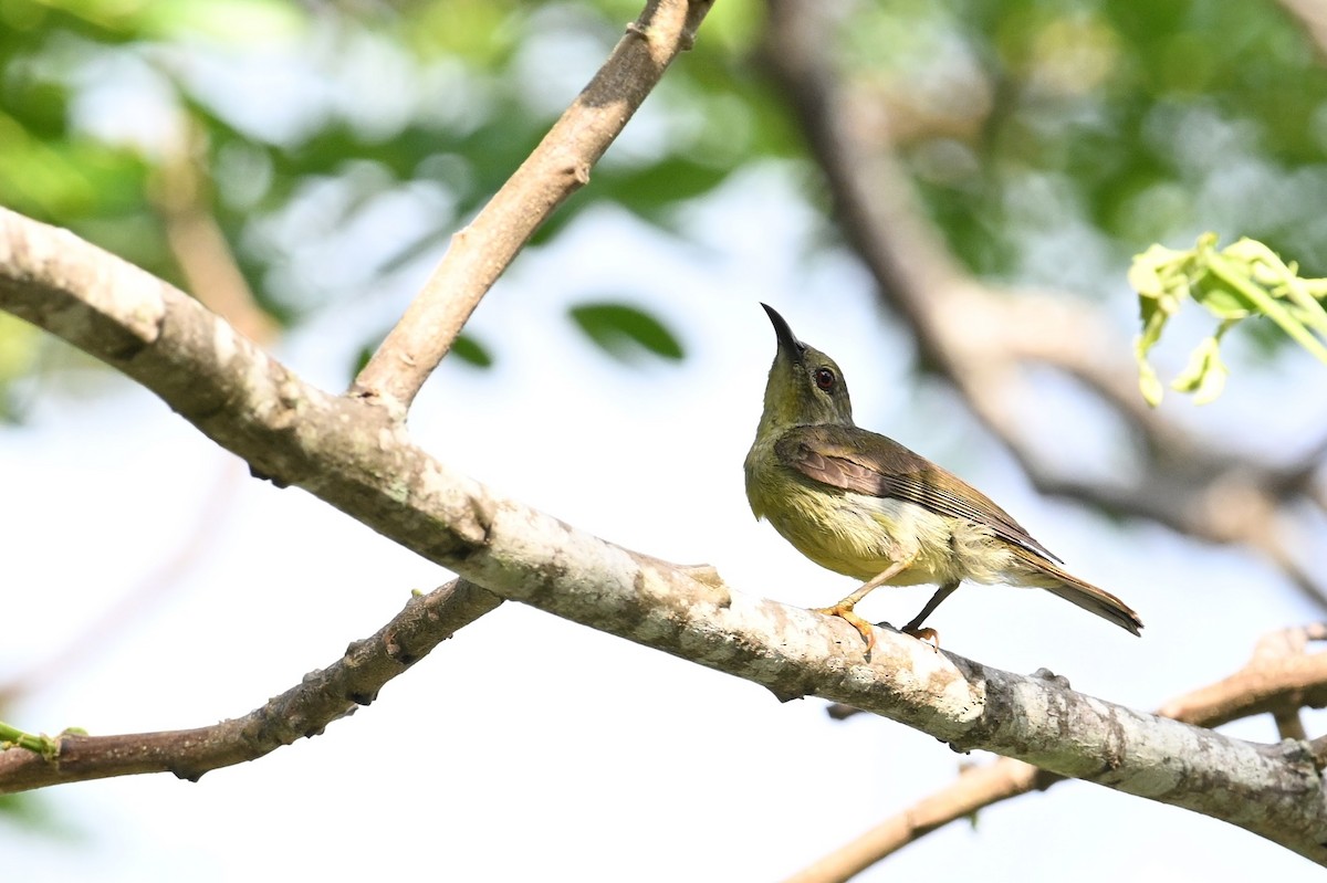 Brown-throated Sunbird - ML618647520