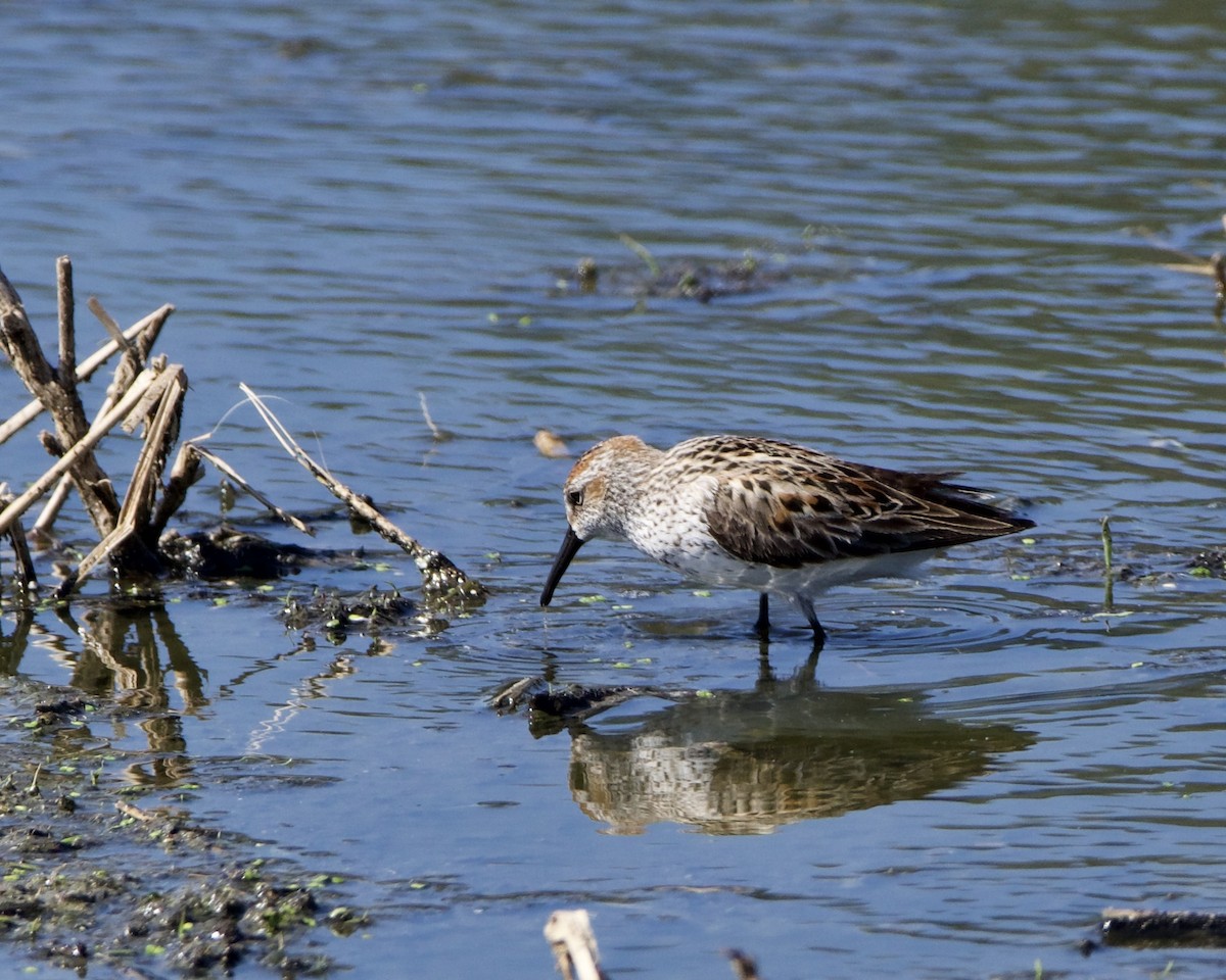 Western Sandpiper - Julie Doerr