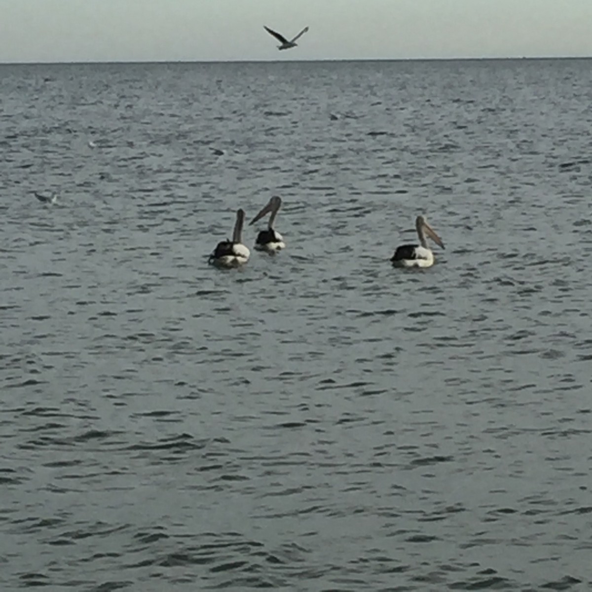 Australian Pelican - Brolin Devine
