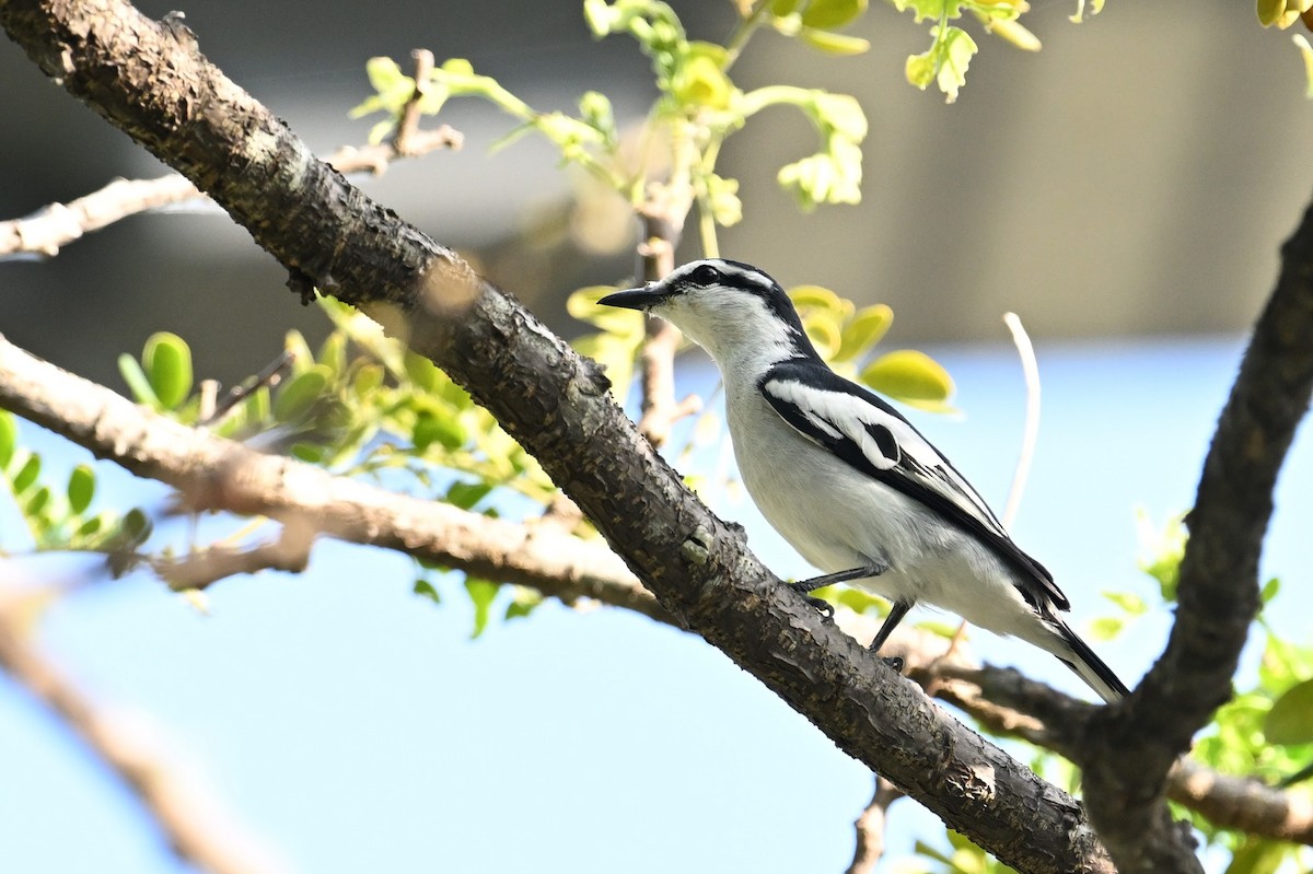 Pied Triller - Jacob Lai