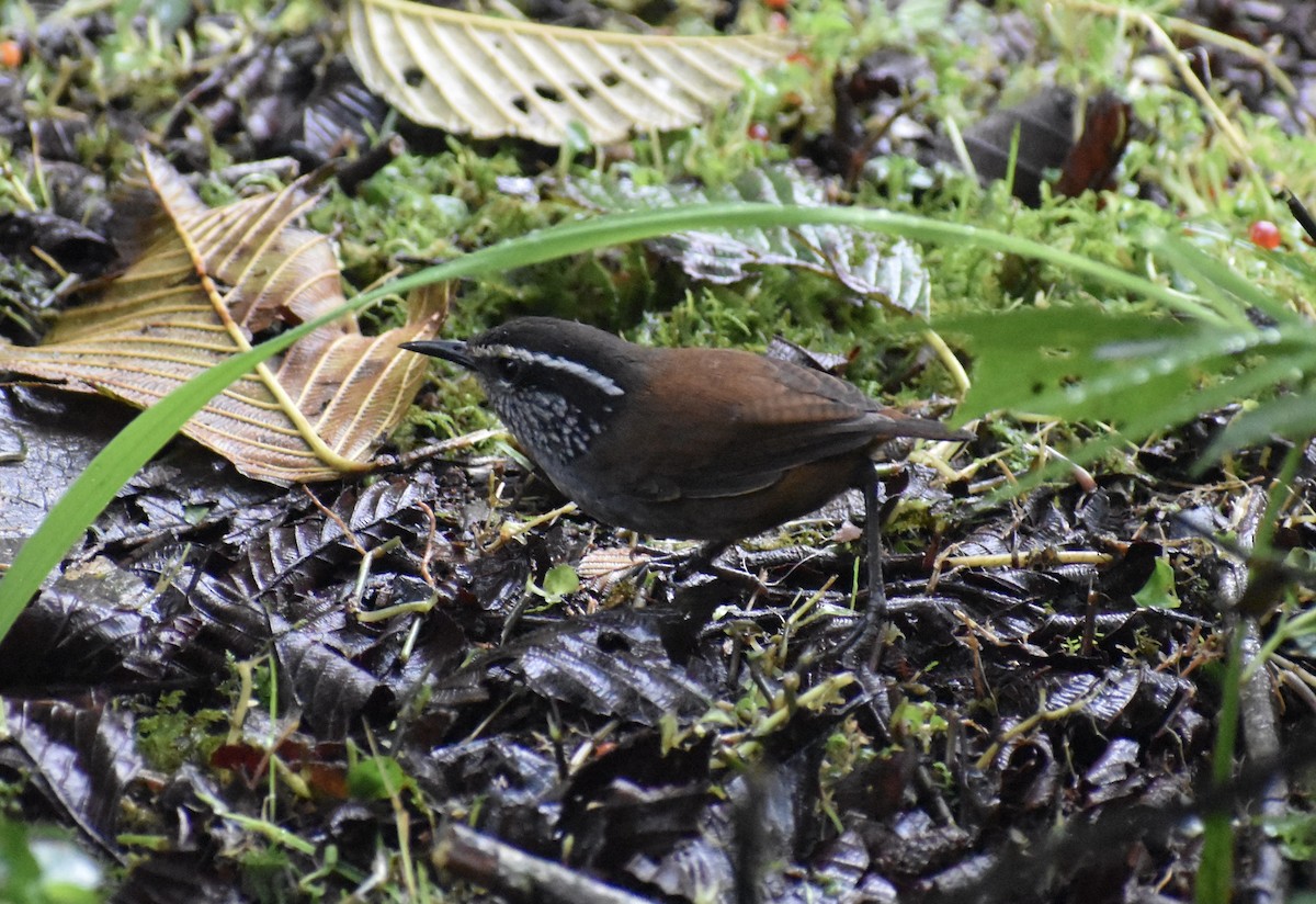 Gray-breasted Wood-Wren (Andean) - Matthew Voelker