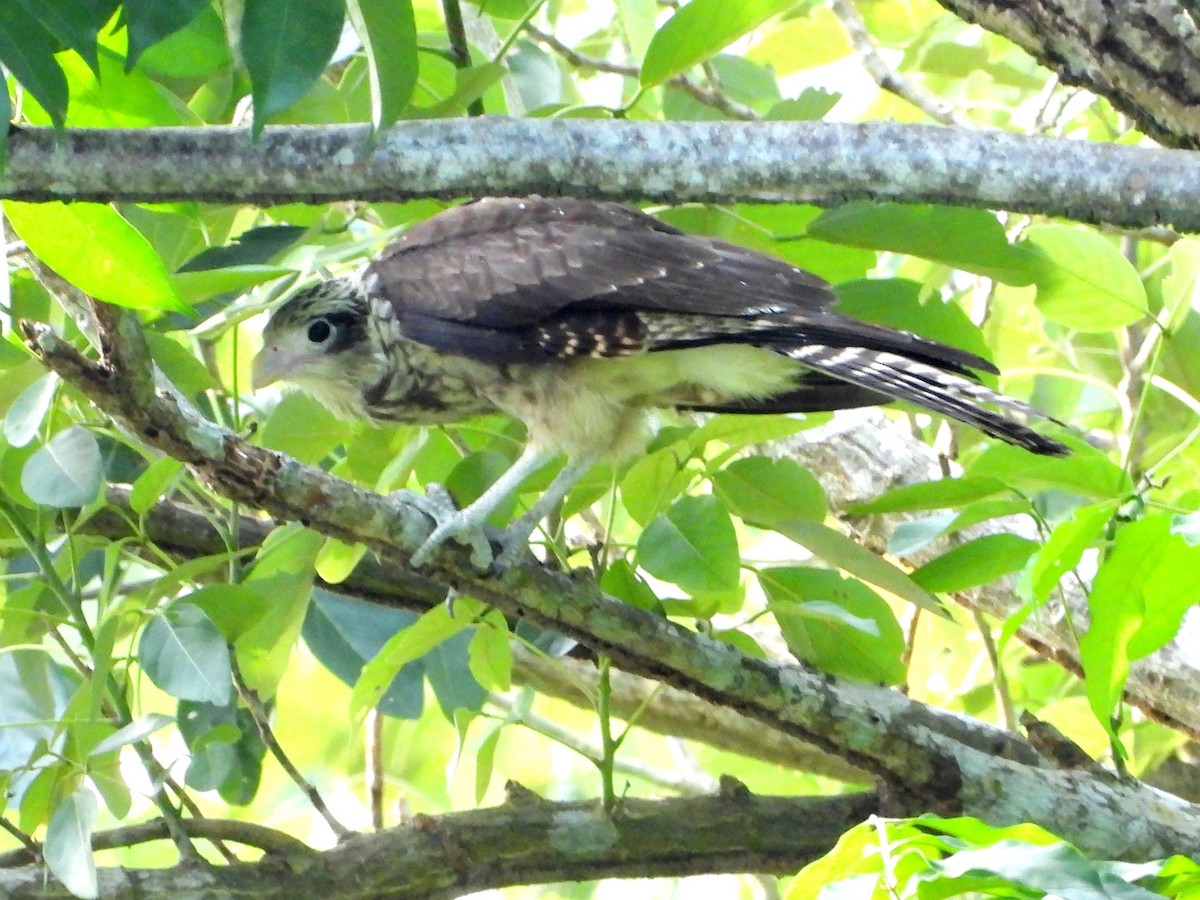 Caracara Chimachima - ML618647558