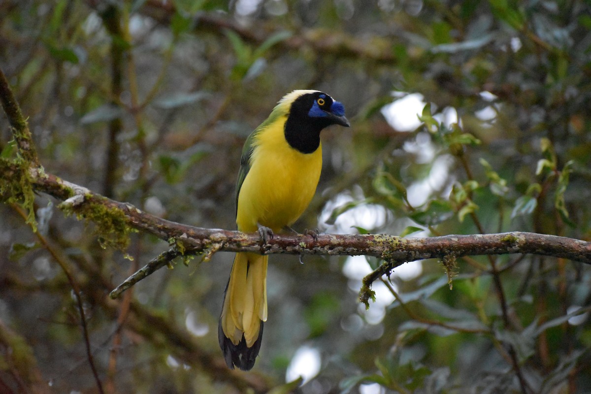 Green Jay (Inca) - ML618647586