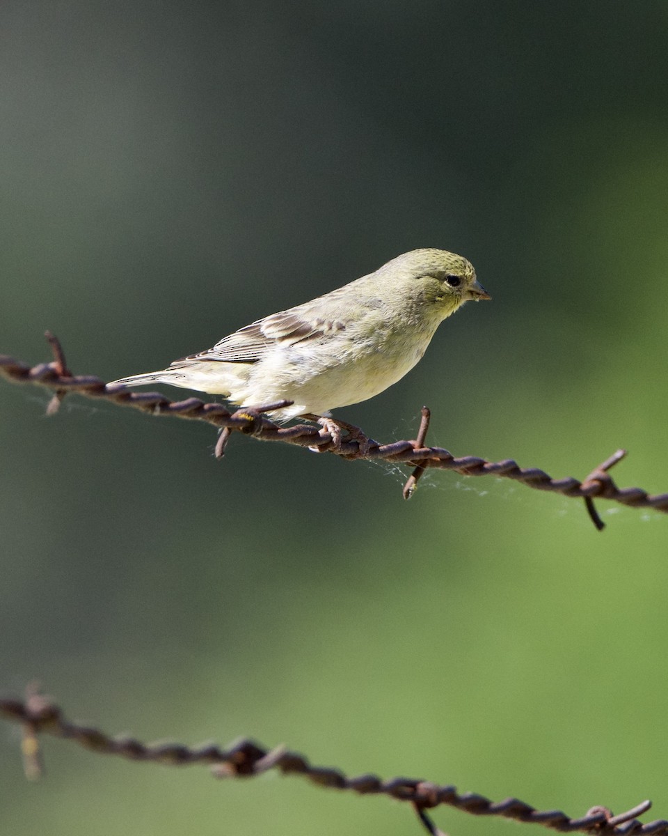 Lesser Goldfinch - ML618647604