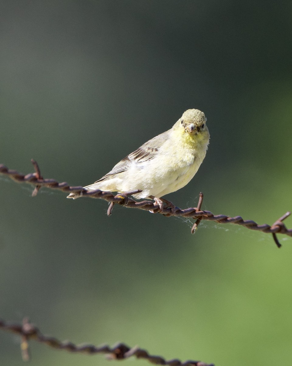 Lesser Goldfinch - Julie Doerr