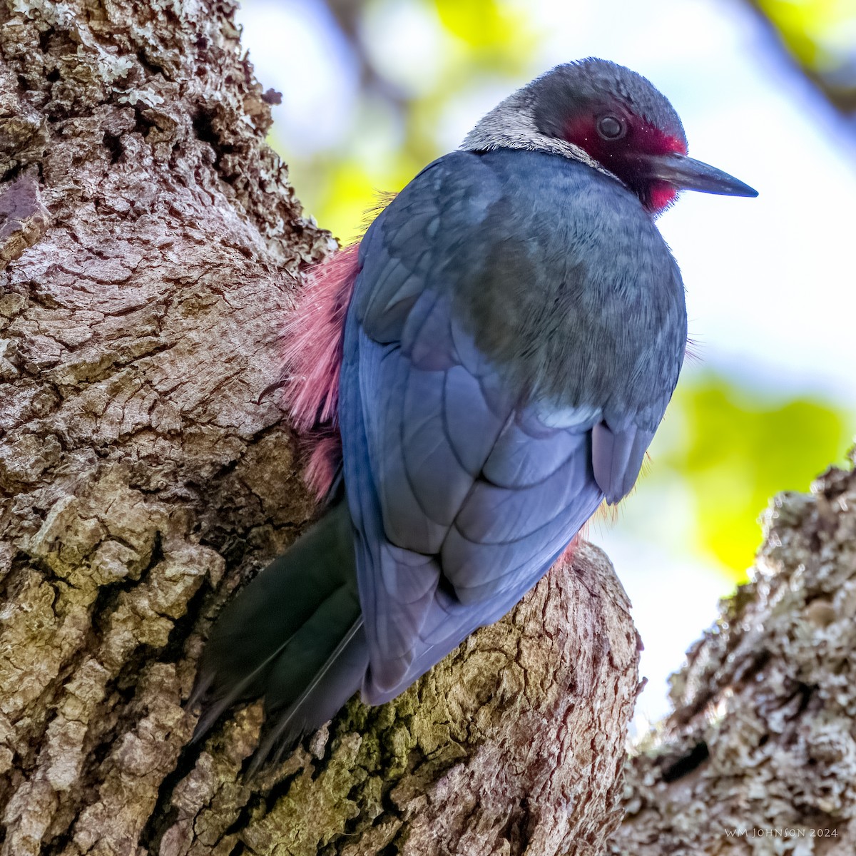 Lewis's Woodpecker - William Johnson