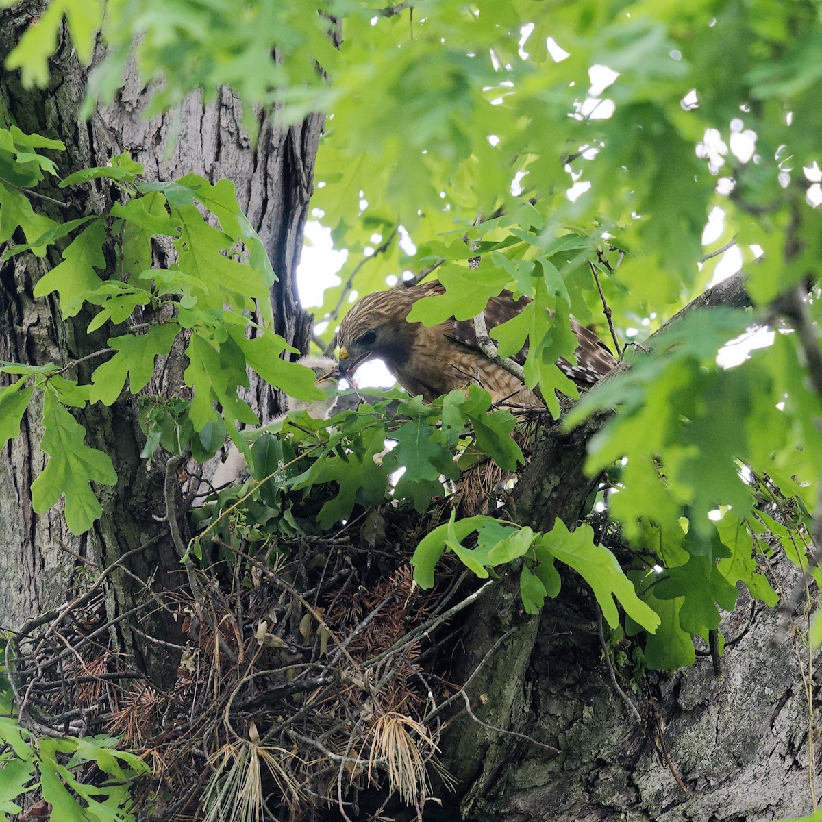 Red-shouldered Hawk - Kate Plough