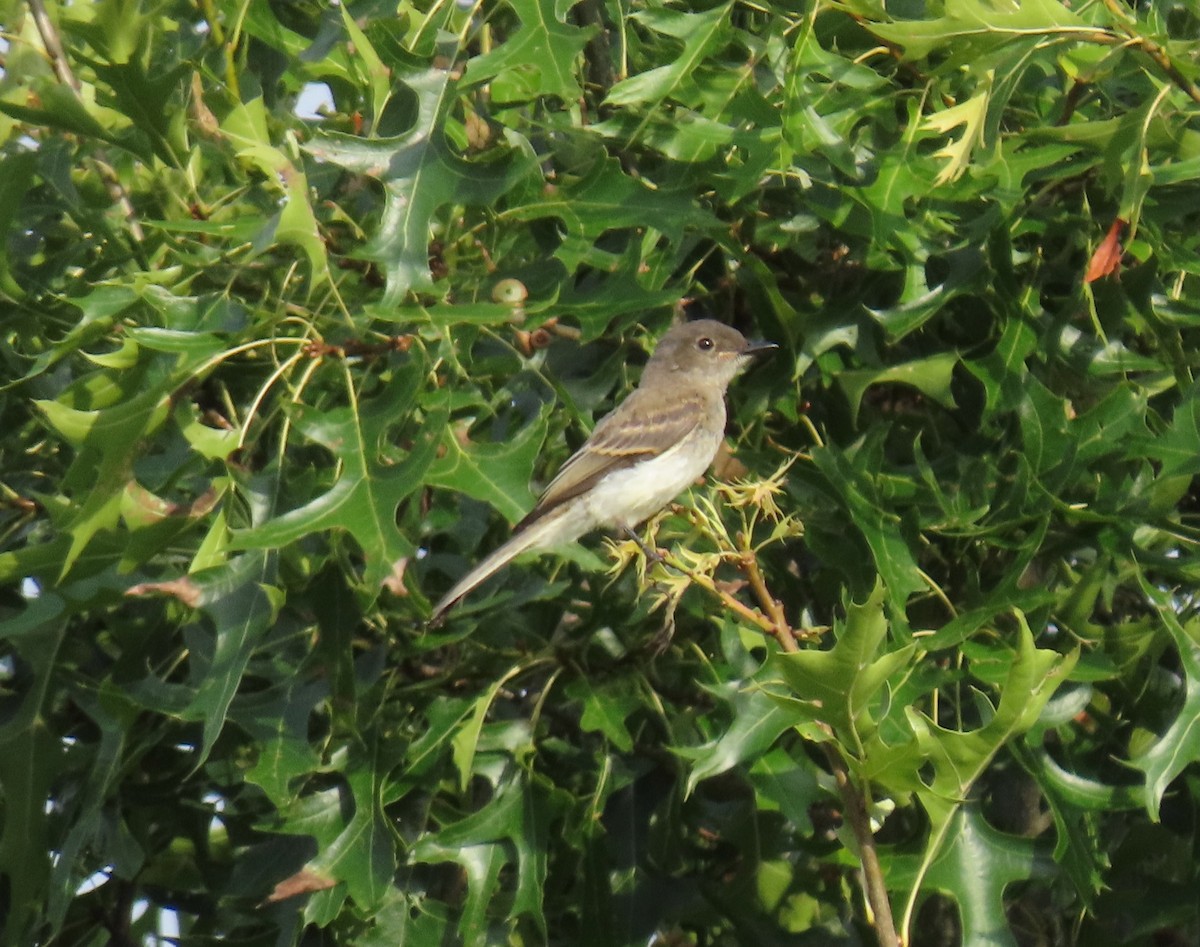 Eastern Wood-Pewee - Johnny Galt