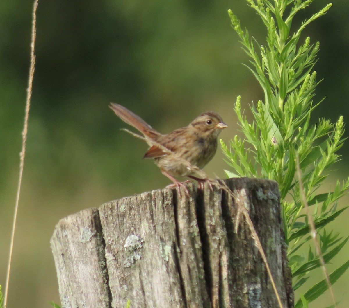 Swamp Sparrow - ML618647662