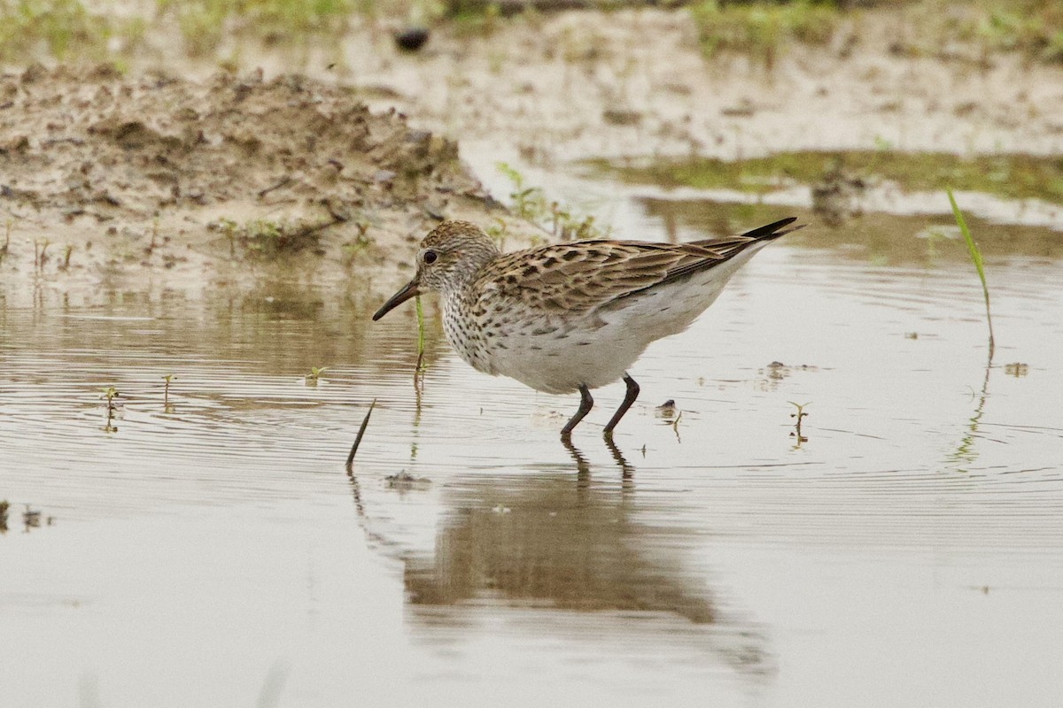 White-rumped Sandpiper - Benjamin Dillard