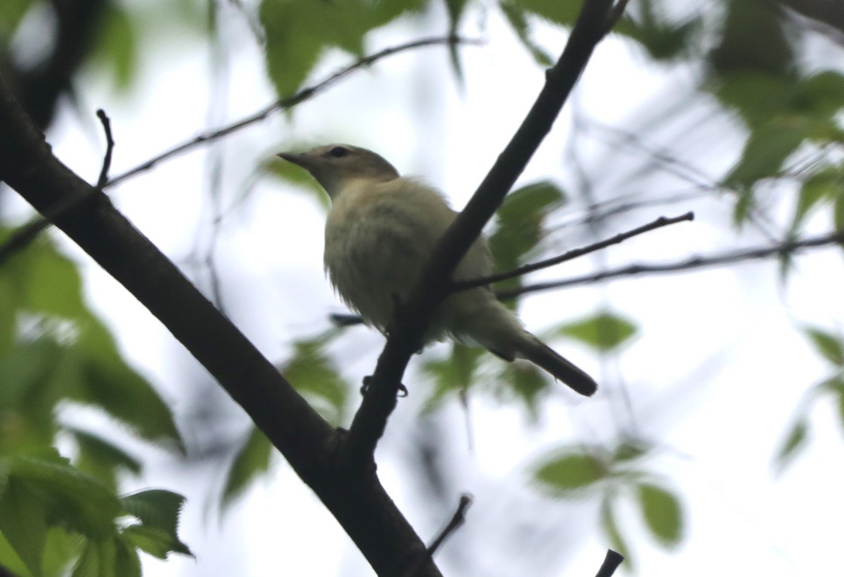 Warbling Vireo - ML618647702