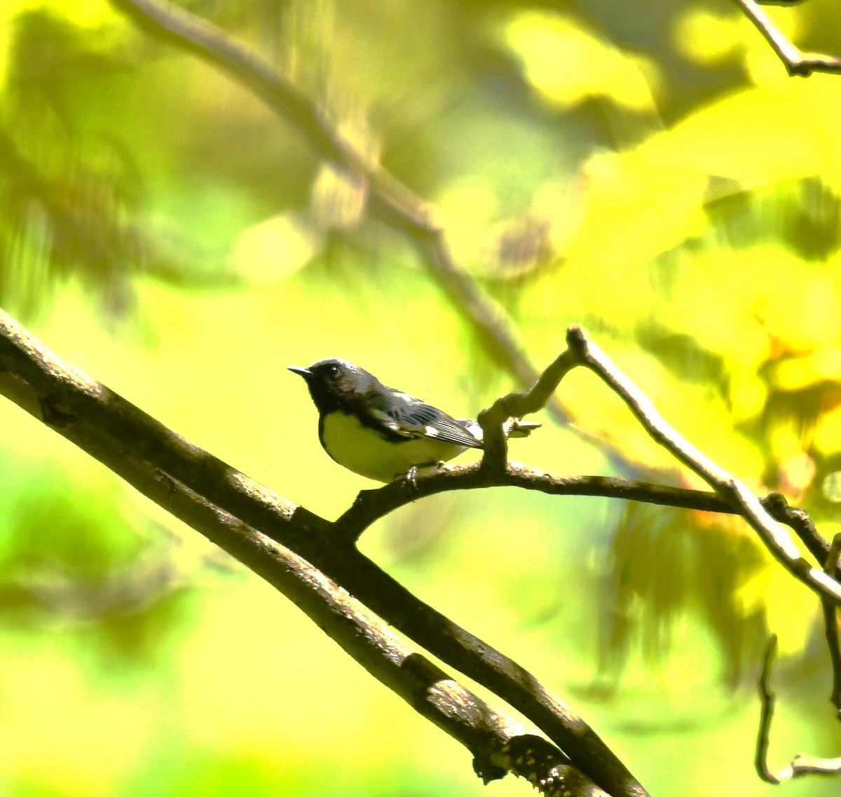 Black-throated Blue Warbler - ML618647706