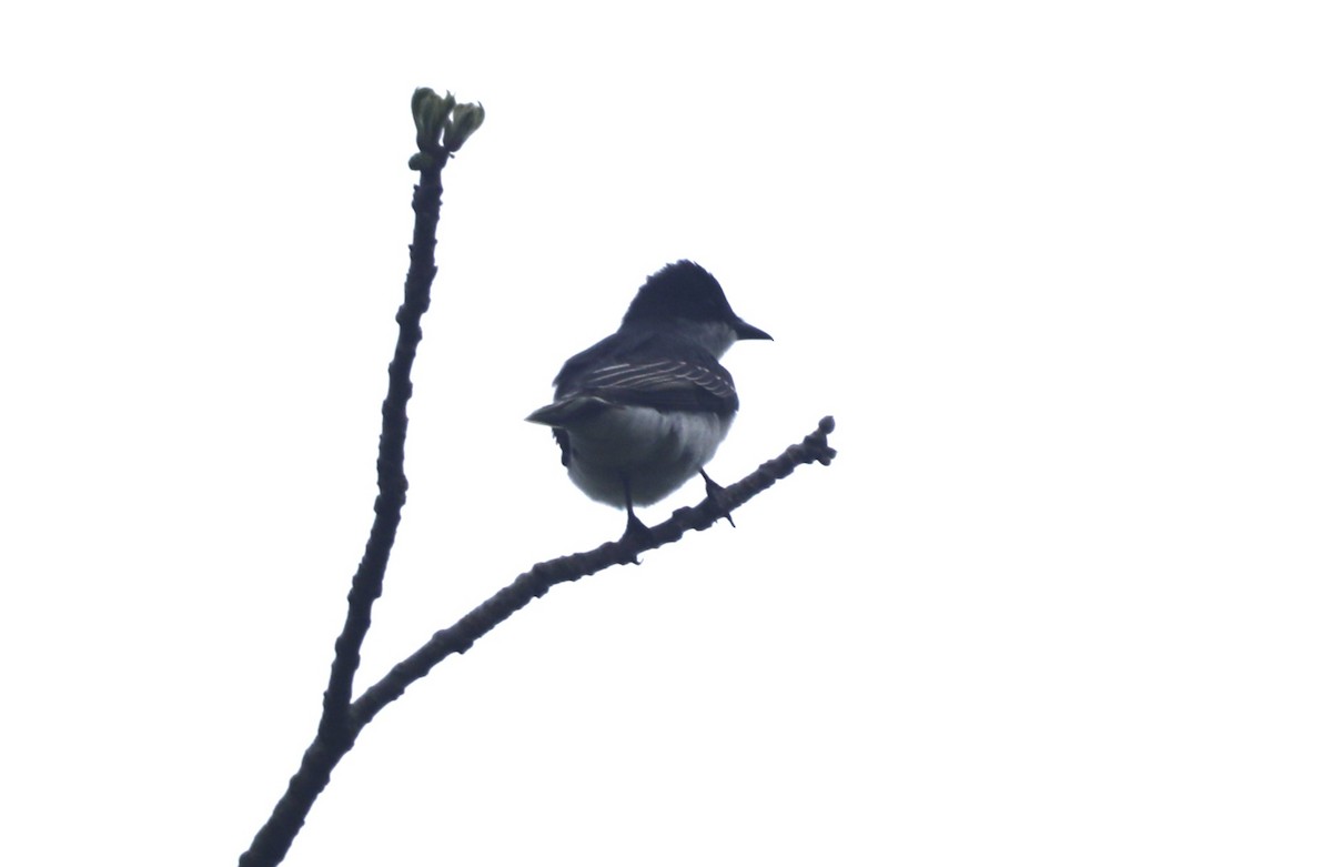 Eastern Kingbird - "Chia" Cory Chiappone ⚡️