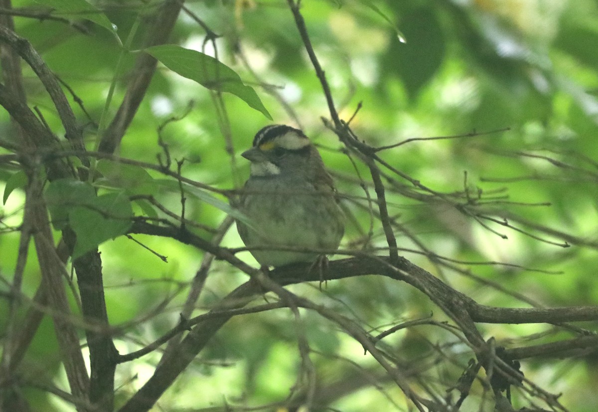 White-throated Sparrow - ML618647740