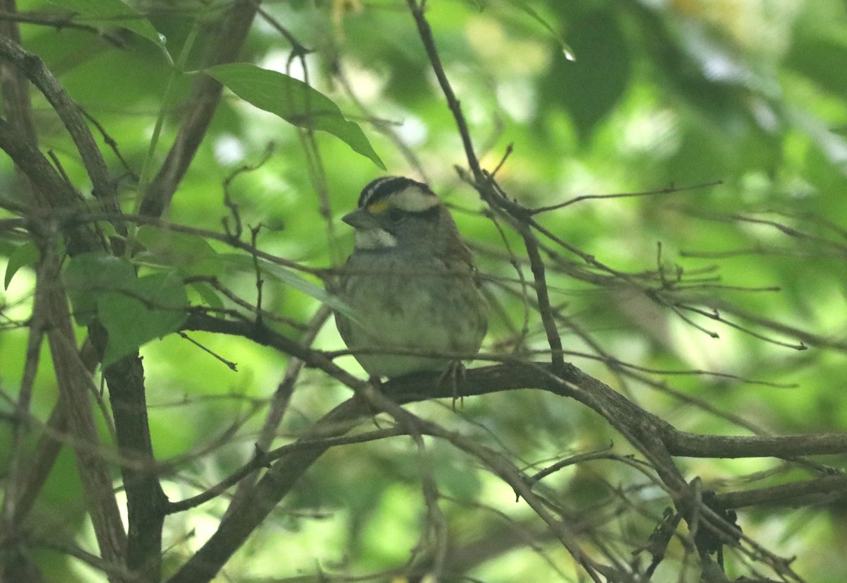 White-throated Sparrow - "Chia" Cory Chiappone ⚡️