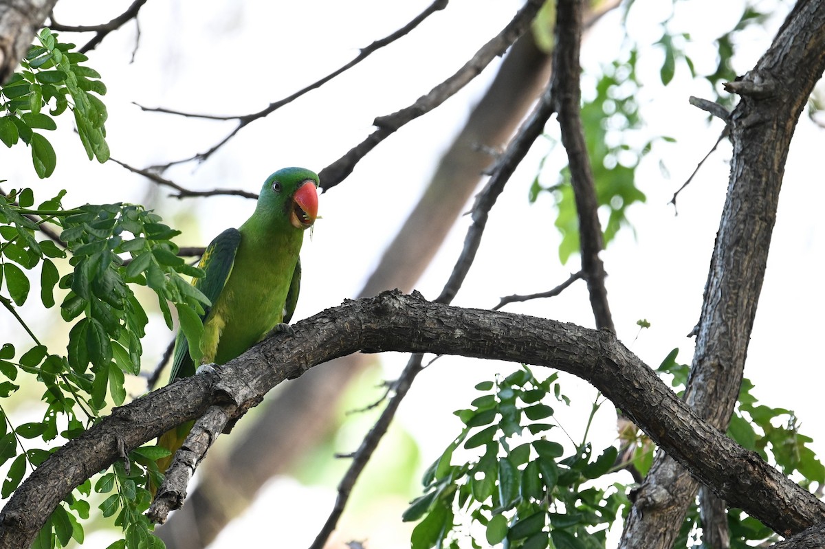 Blue-naped Parrot - ML618647759