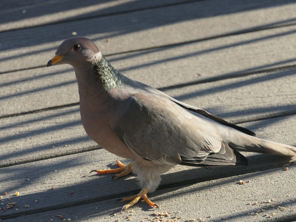 Pigeon à queue barrée - ML618647784