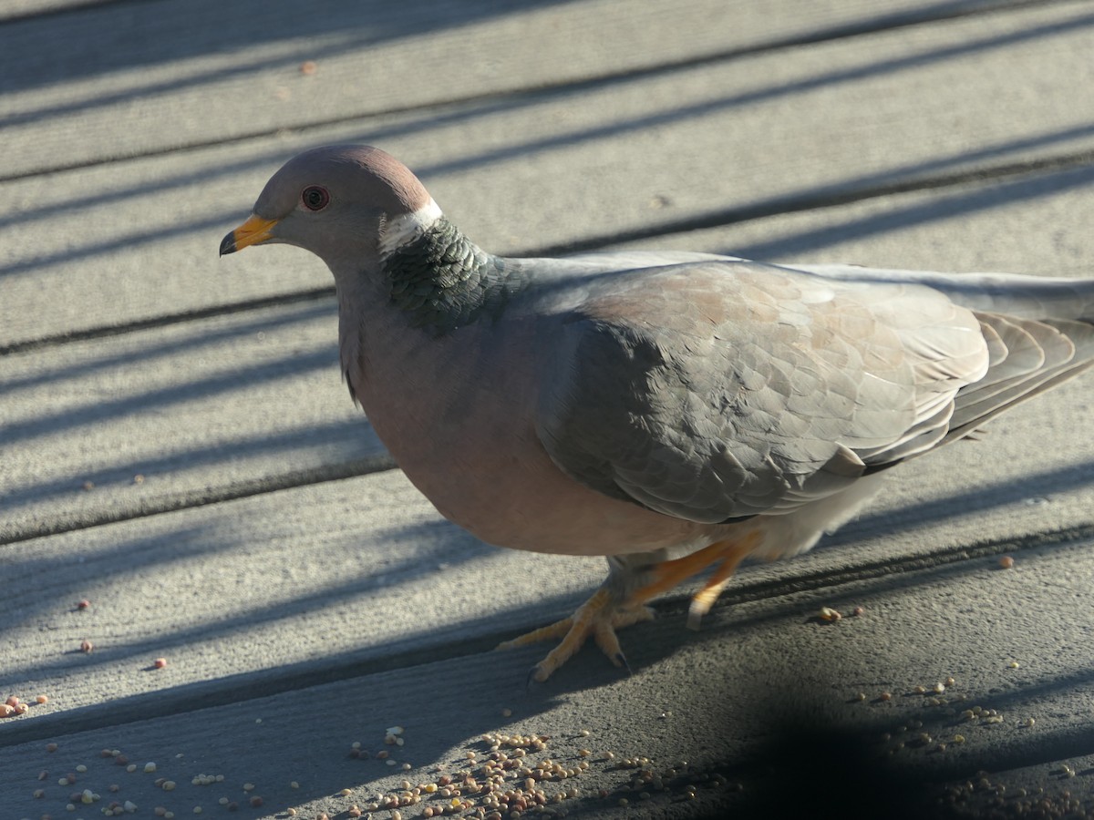 Pigeon à queue barrée - ML618647785