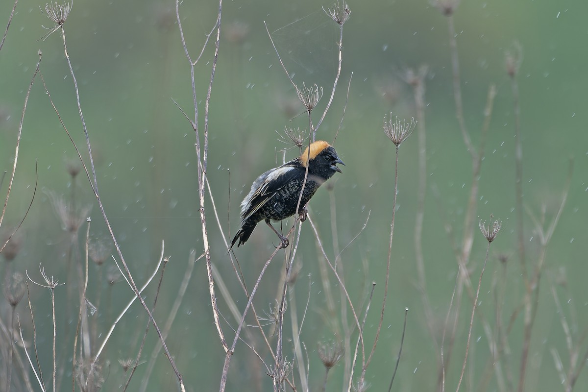 bobolink americký - ML618647798