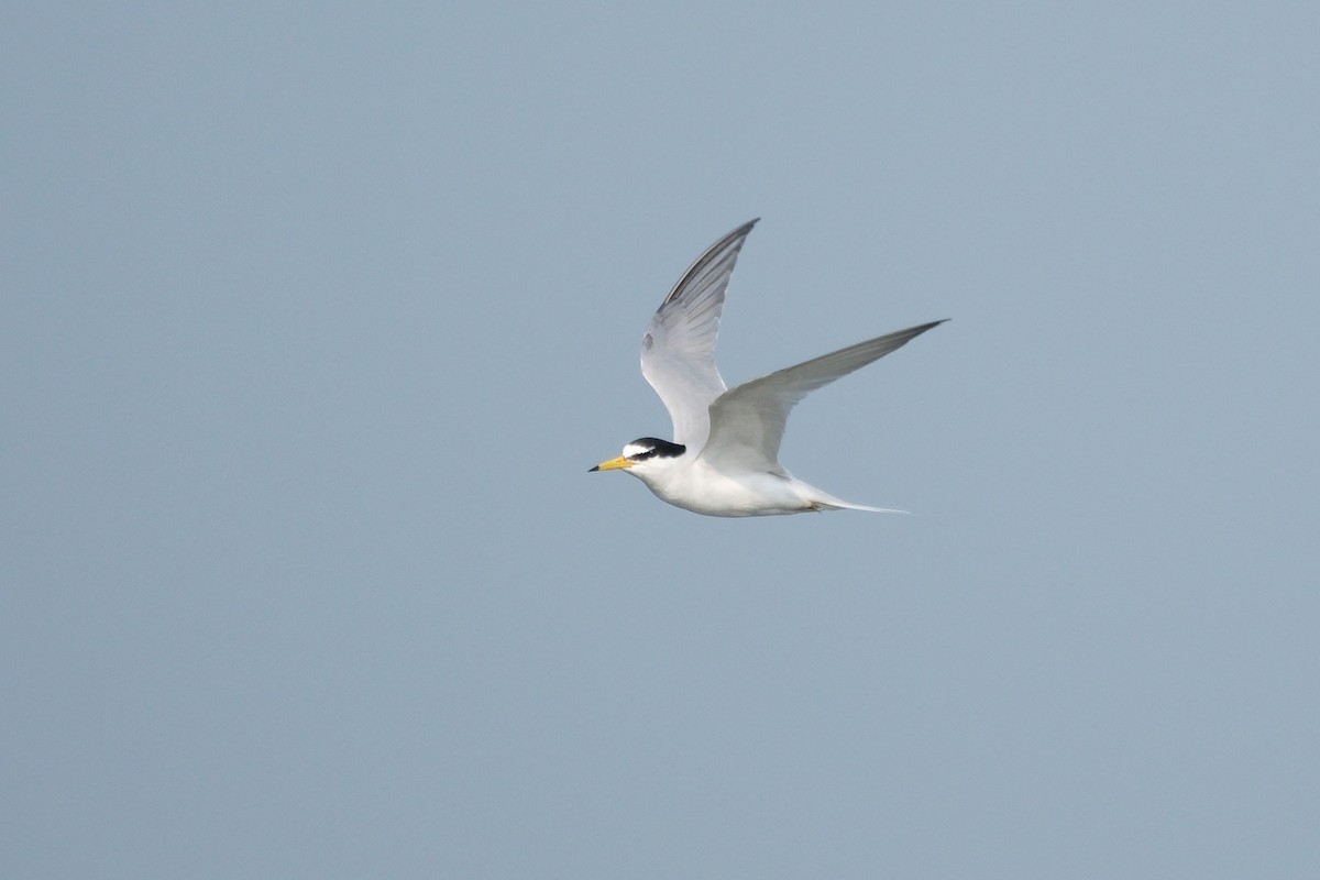 Little Tern - ML618647812