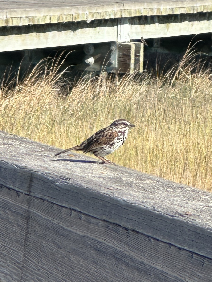 Song Sparrow - Cheryl Foster