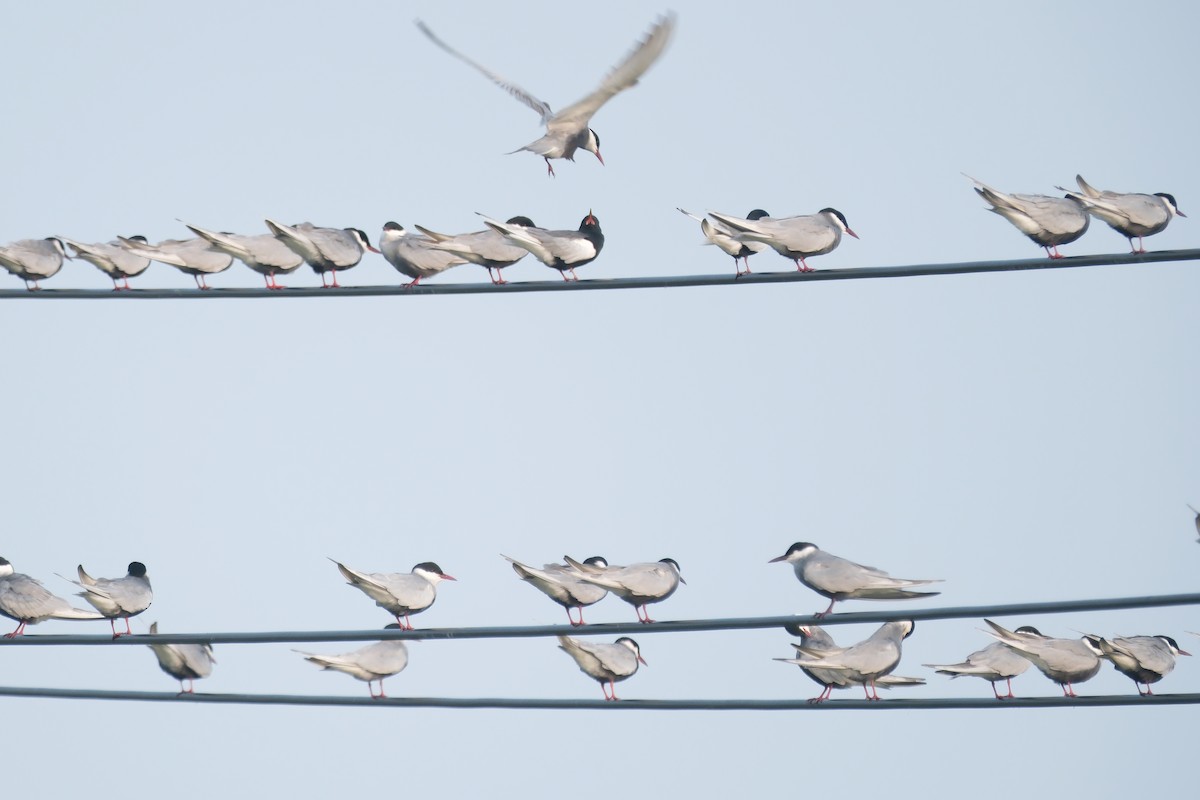 Whiskered Tern - ML618647828