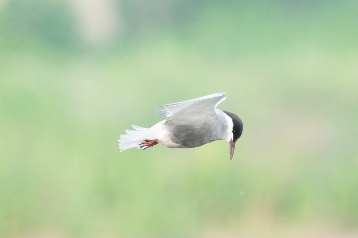 Whiskered Tern - ML618647829