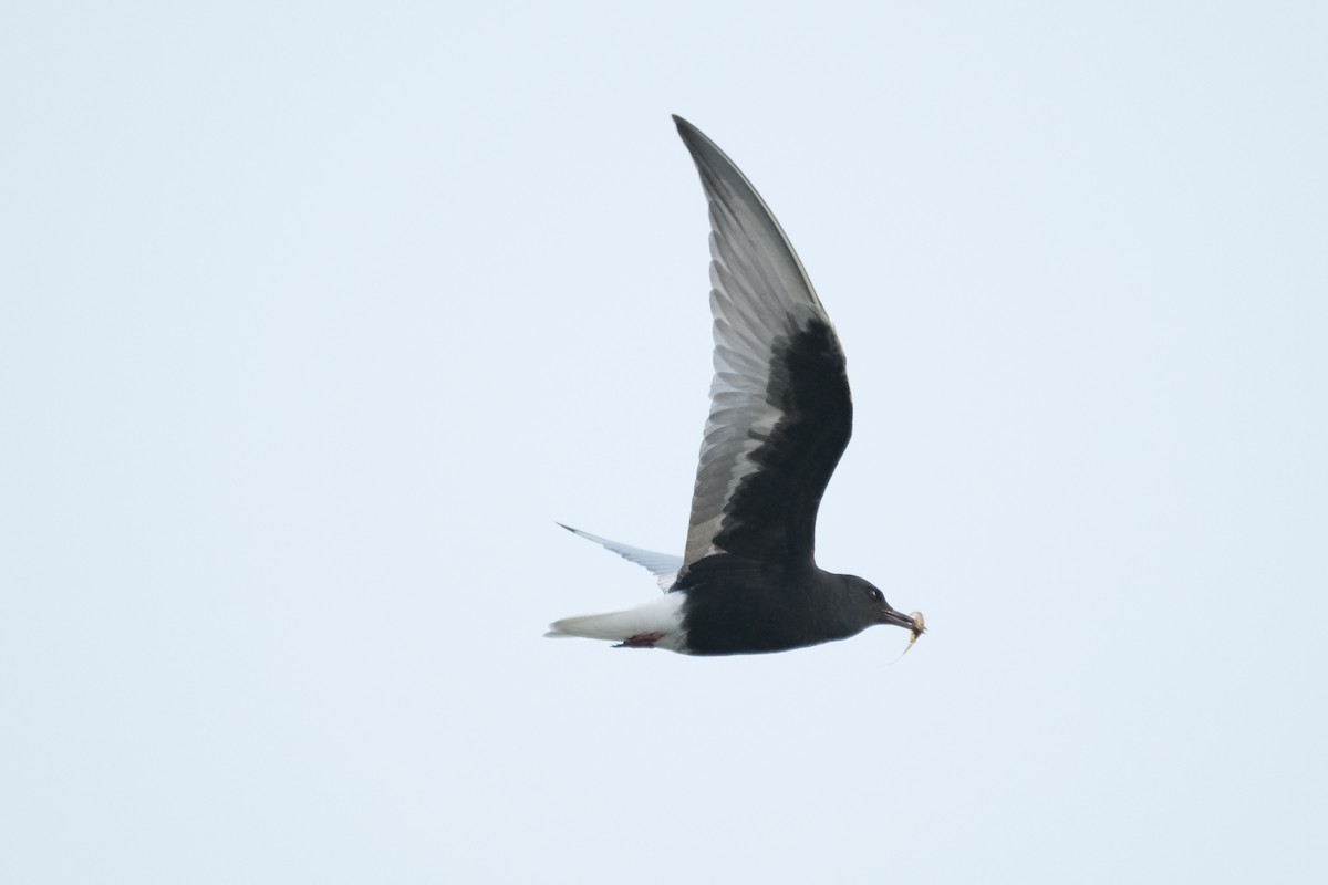 White-winged Tern - ML618647835