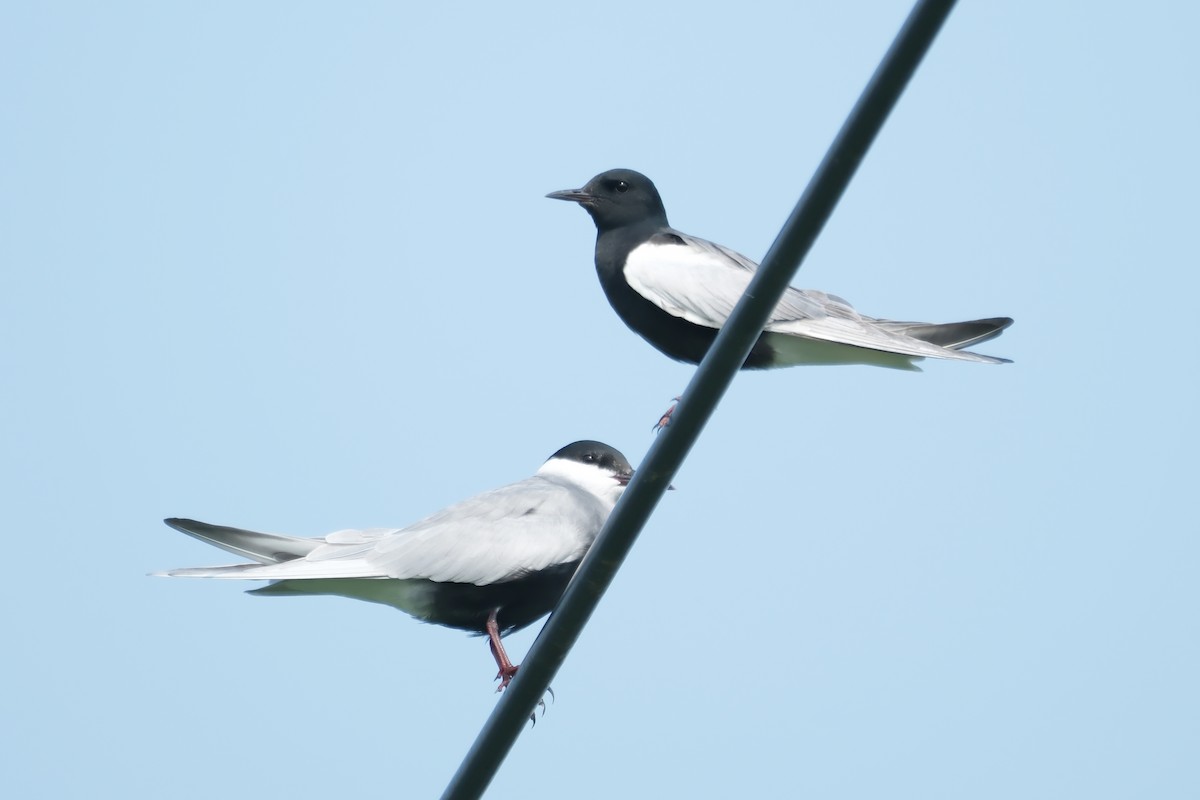 White-winged Tern - ML618647837