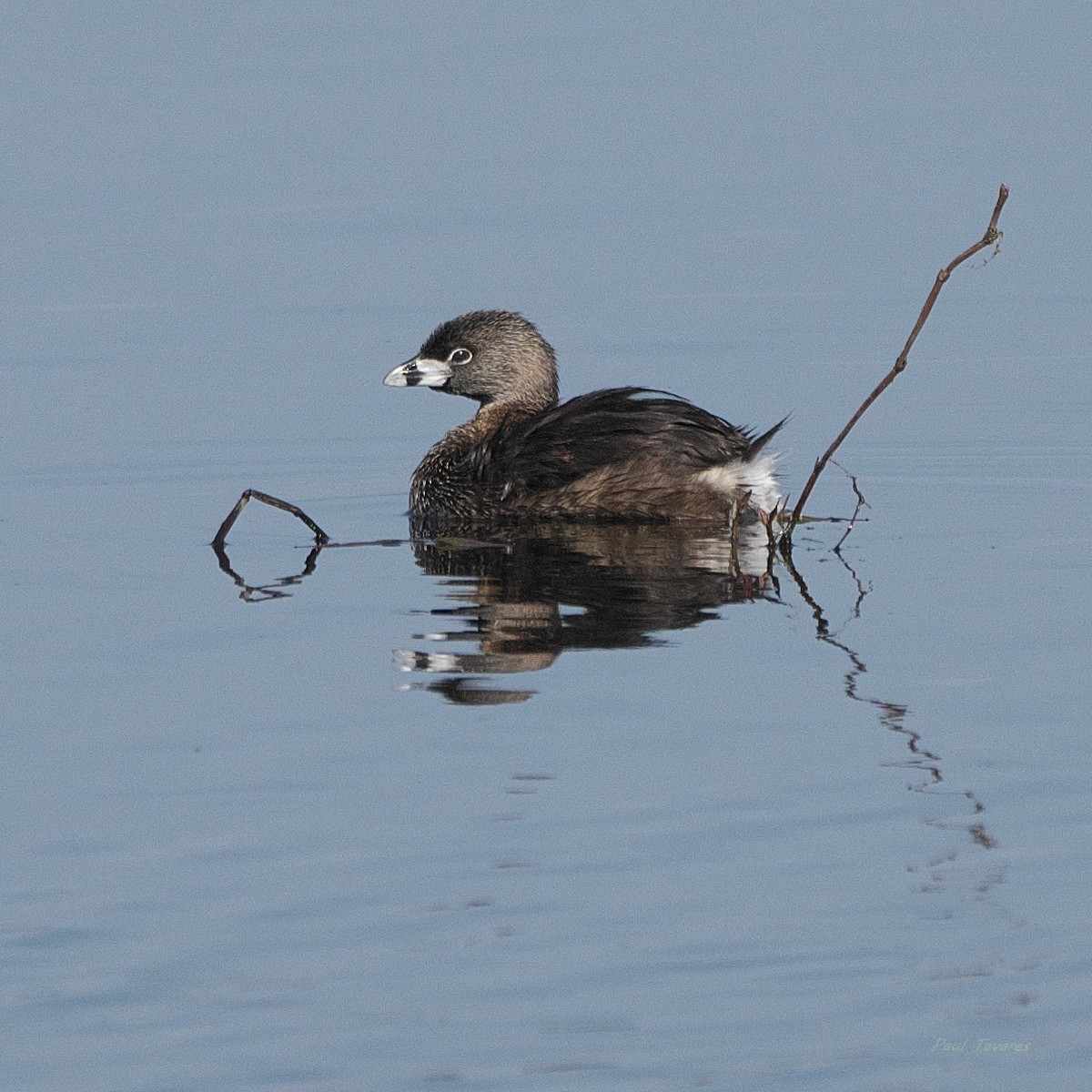 Pied-billed Grebe - ML618647848