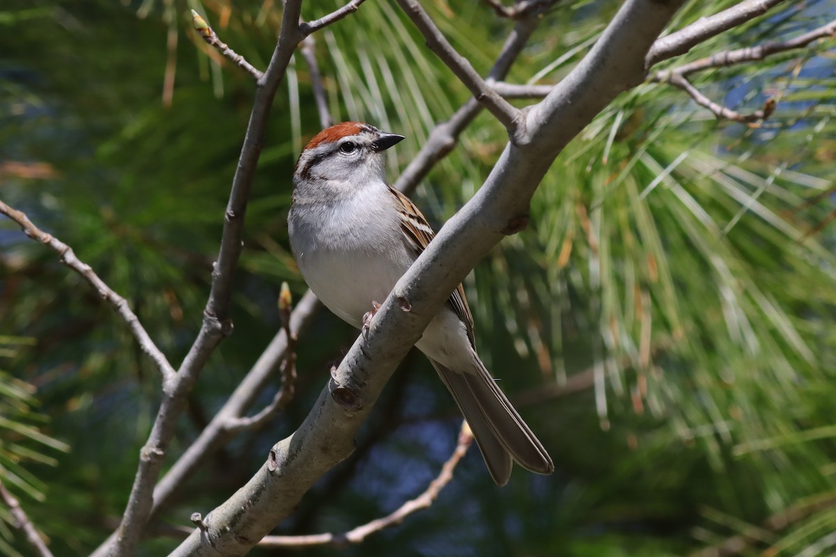 Chipping Sparrow - Margaret Viens