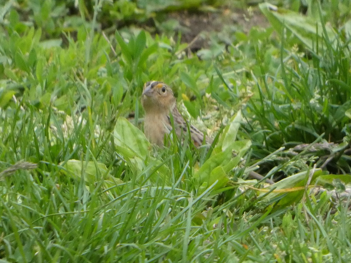 Grasshopper Sparrow - Hilary Russ