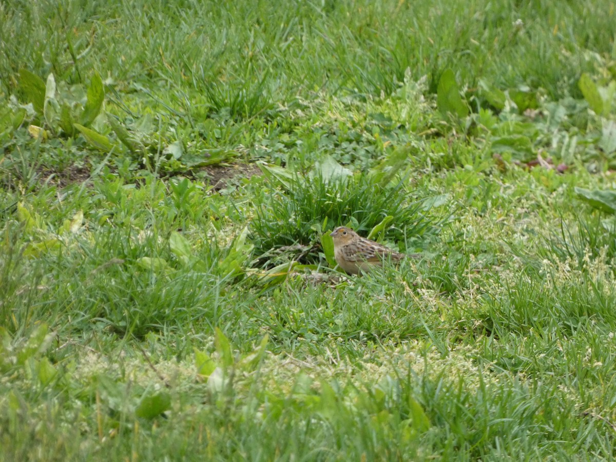 Grasshopper Sparrow - ML618647906