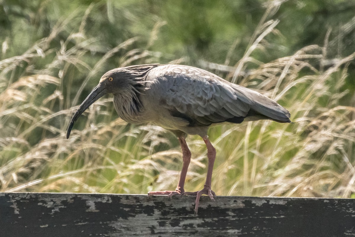 Plumbeous Ibis - Jodi Boe