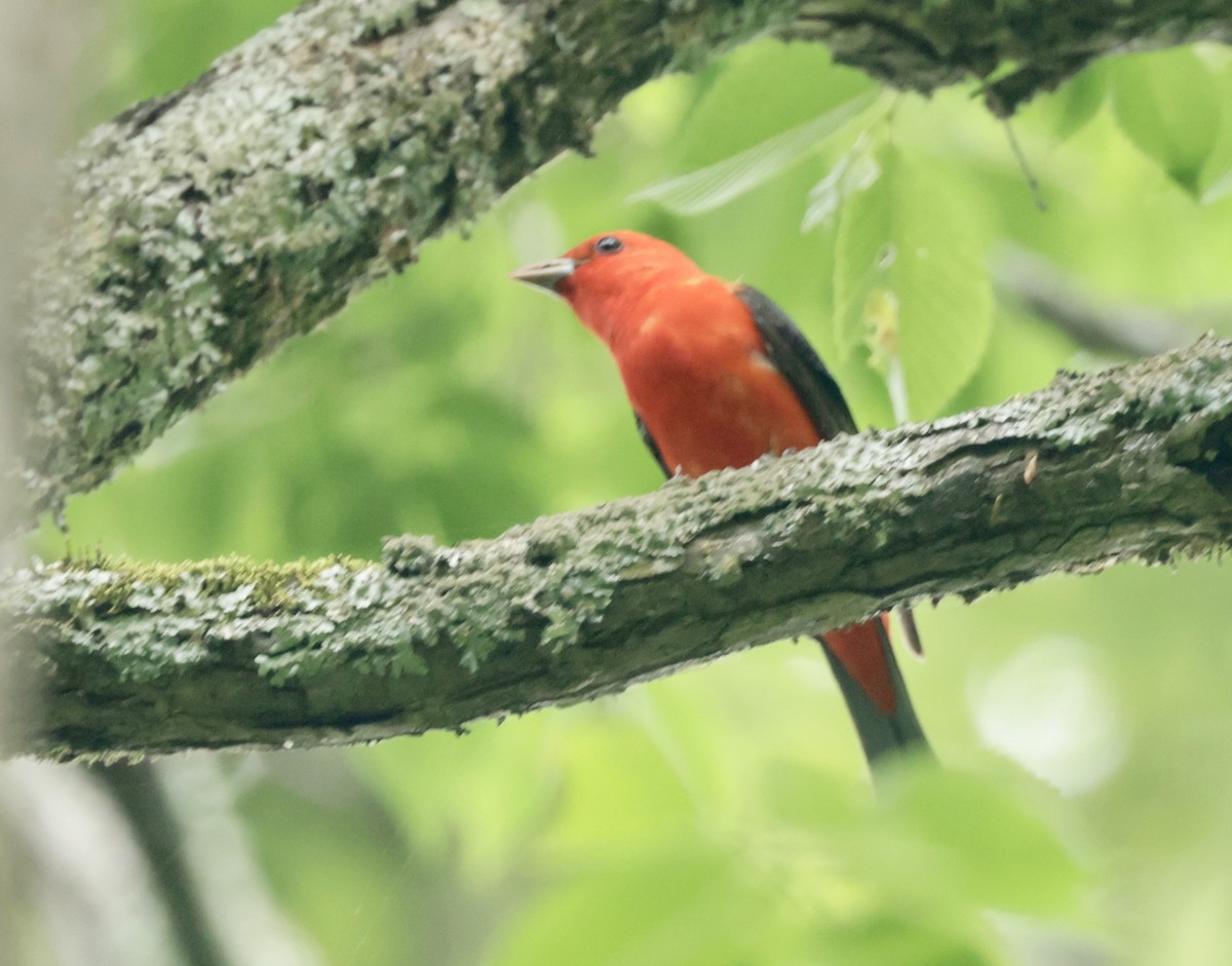 Scarlet Tanager - Ken Oeser