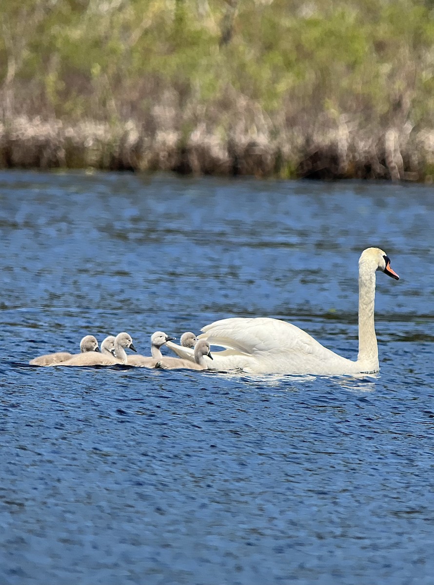 Cygne tuberculé - ML618647960