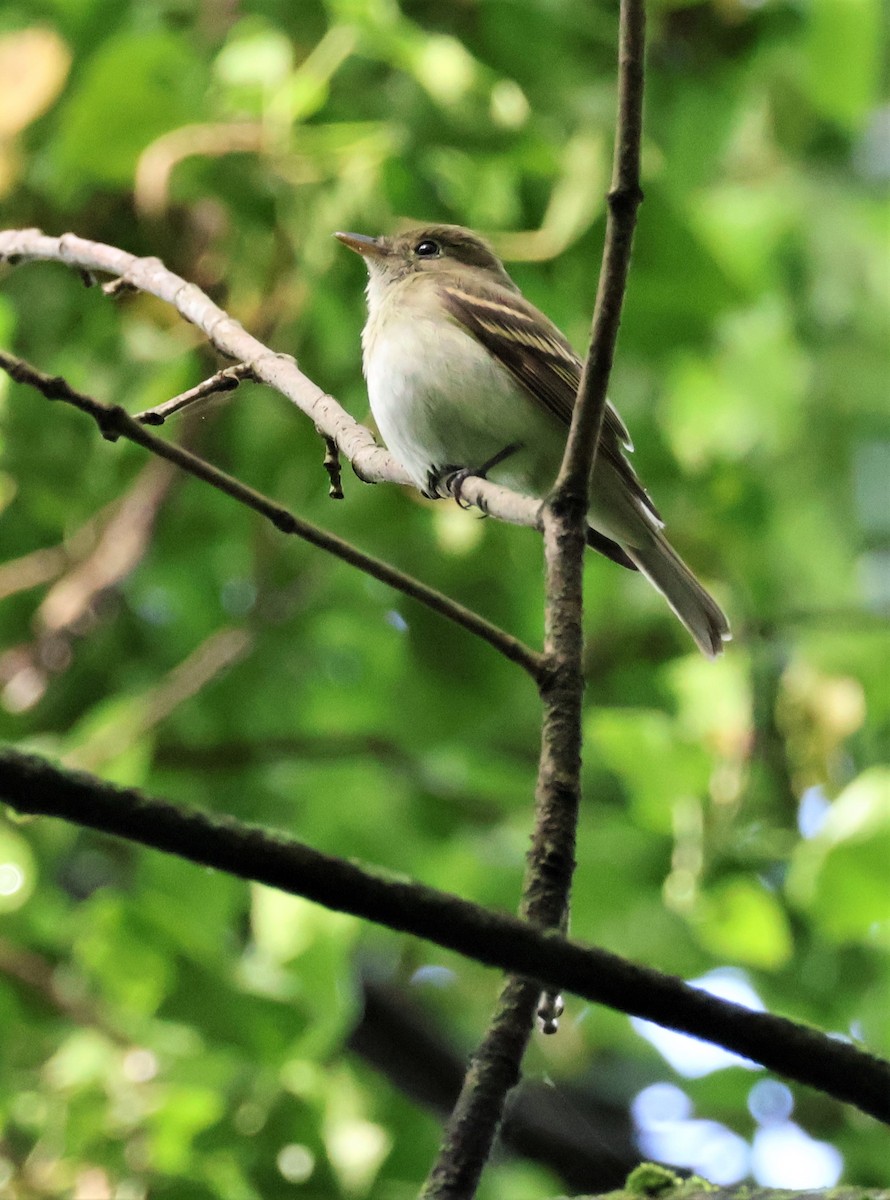 Acadian Flycatcher - Stacia Novy