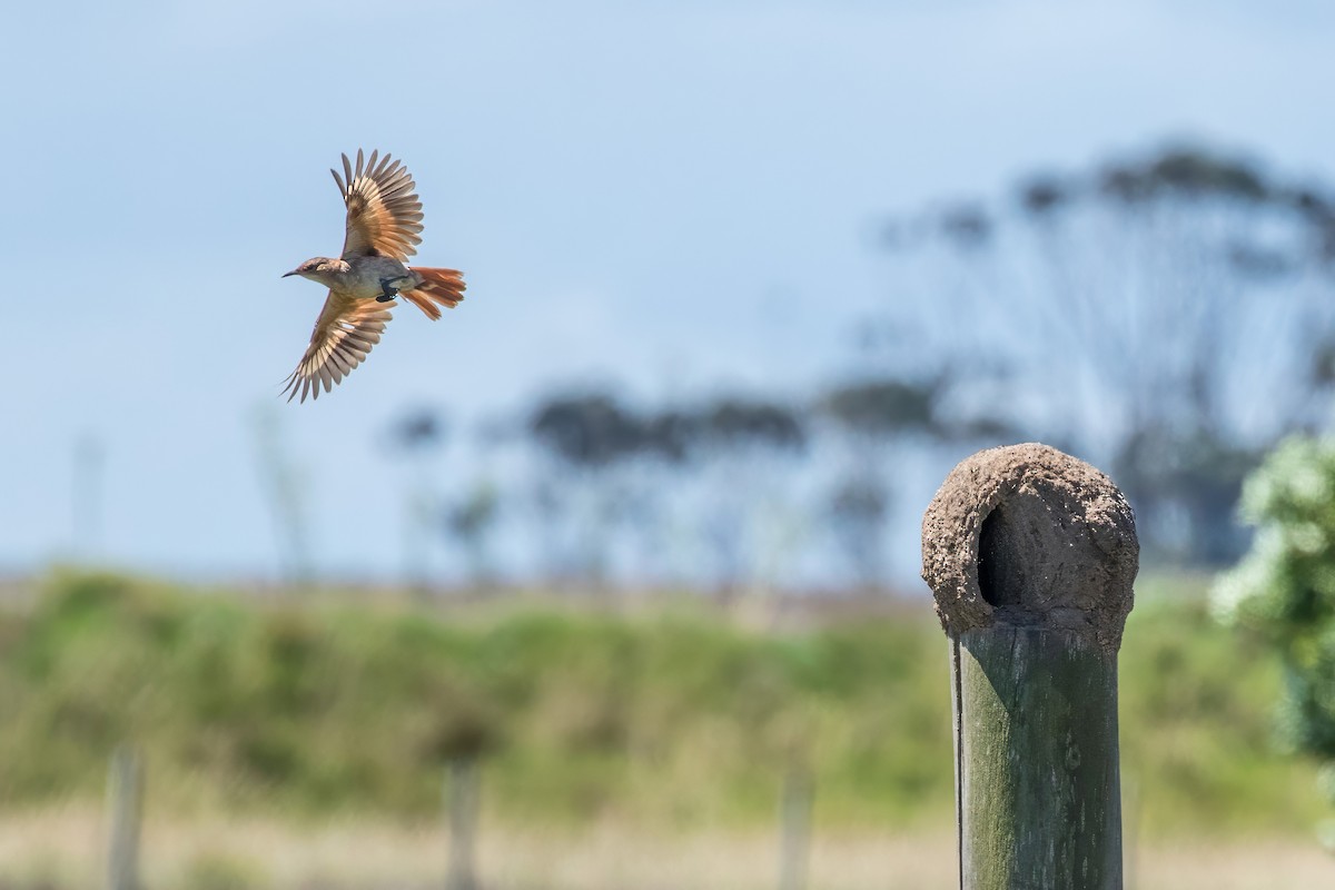 Rufous Hornero - Jodi Boe