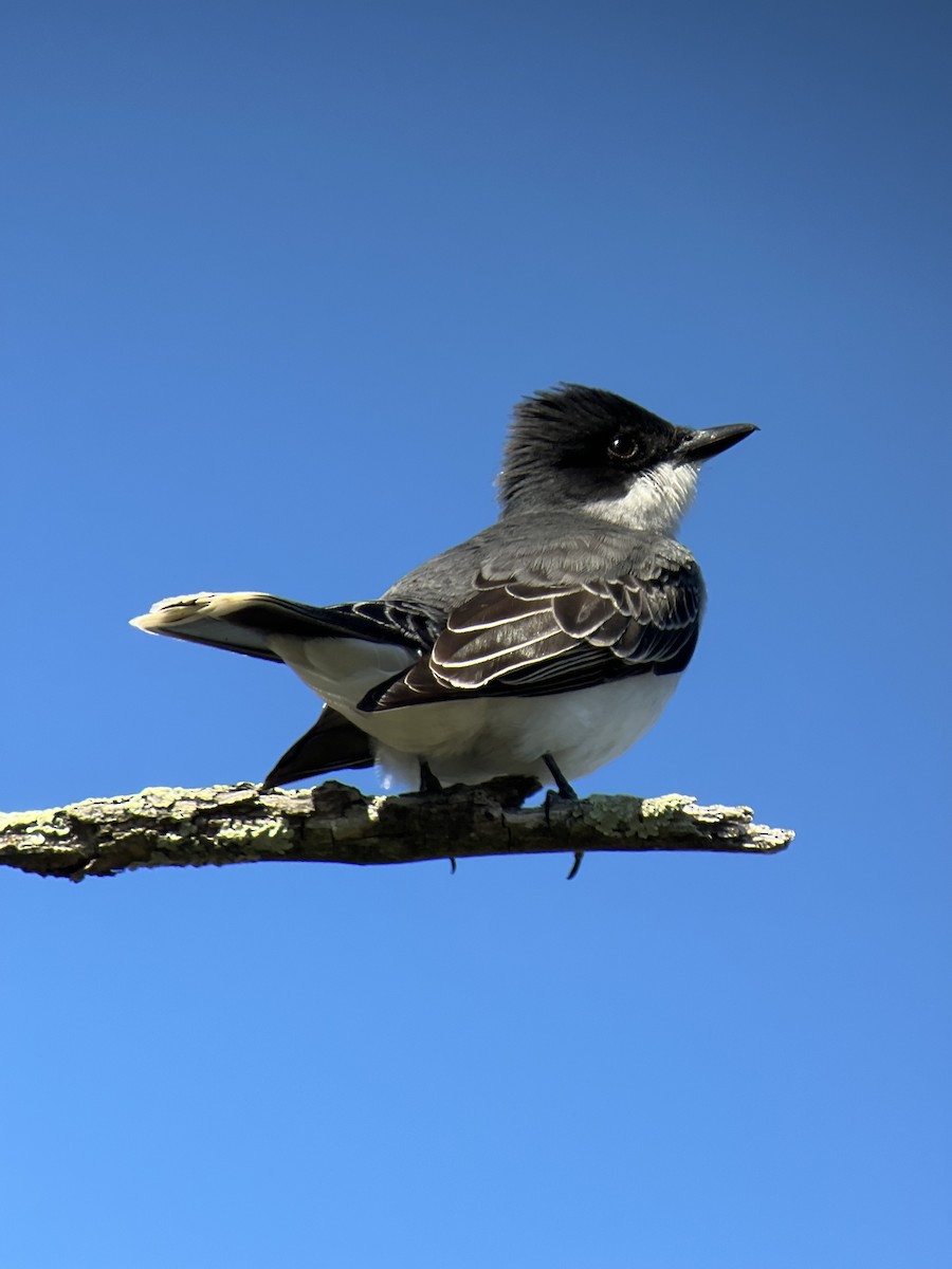 Eastern Kingbird - ML618647998