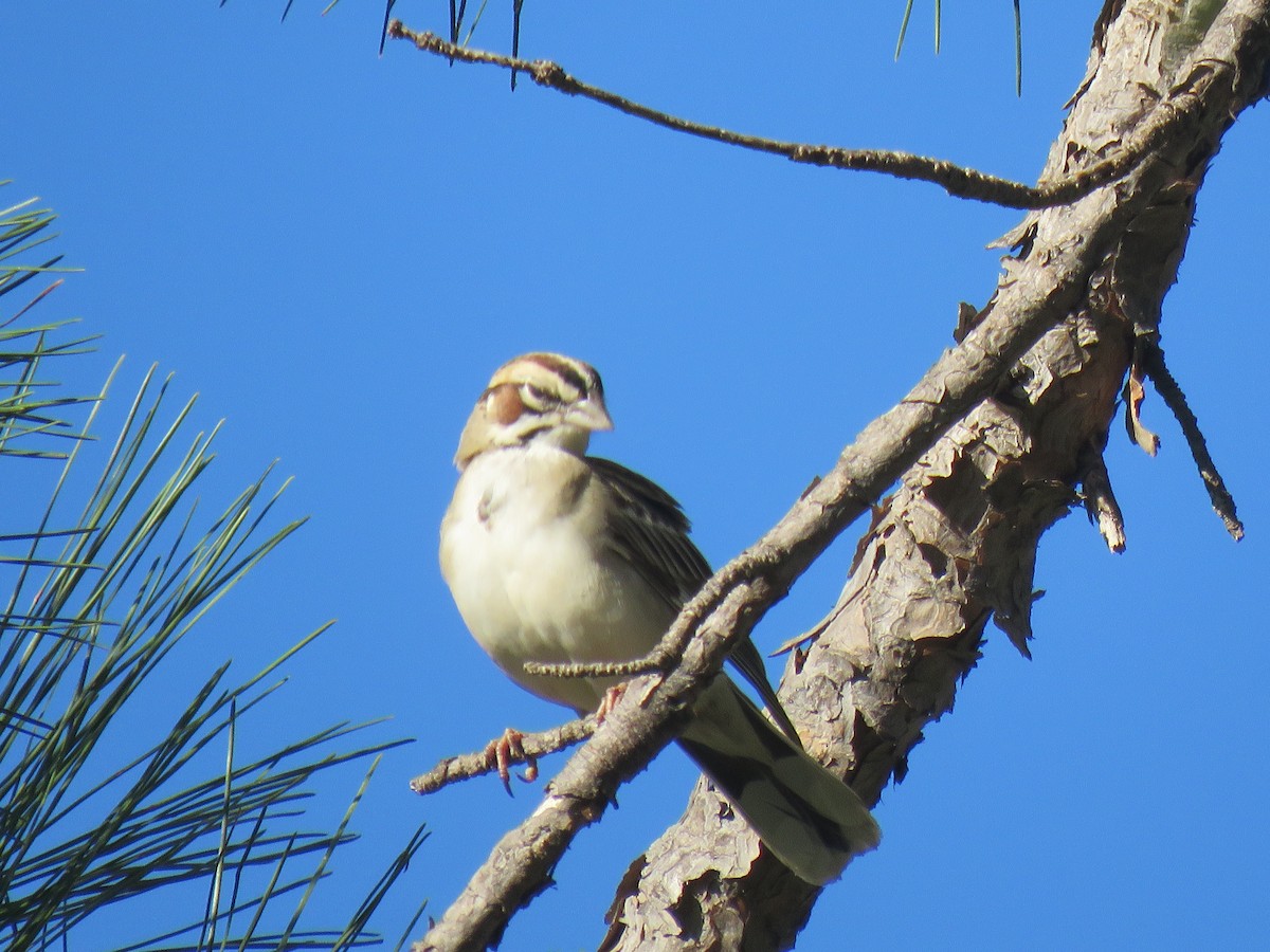 Lark Sparrow - Gregg Flokstra