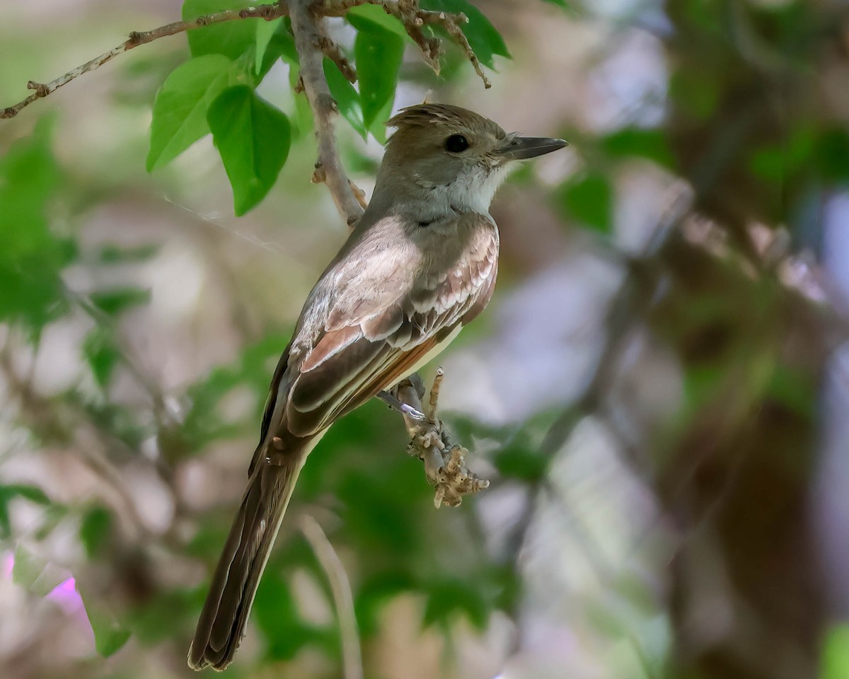 Ash-throated Flycatcher - Sue Smith