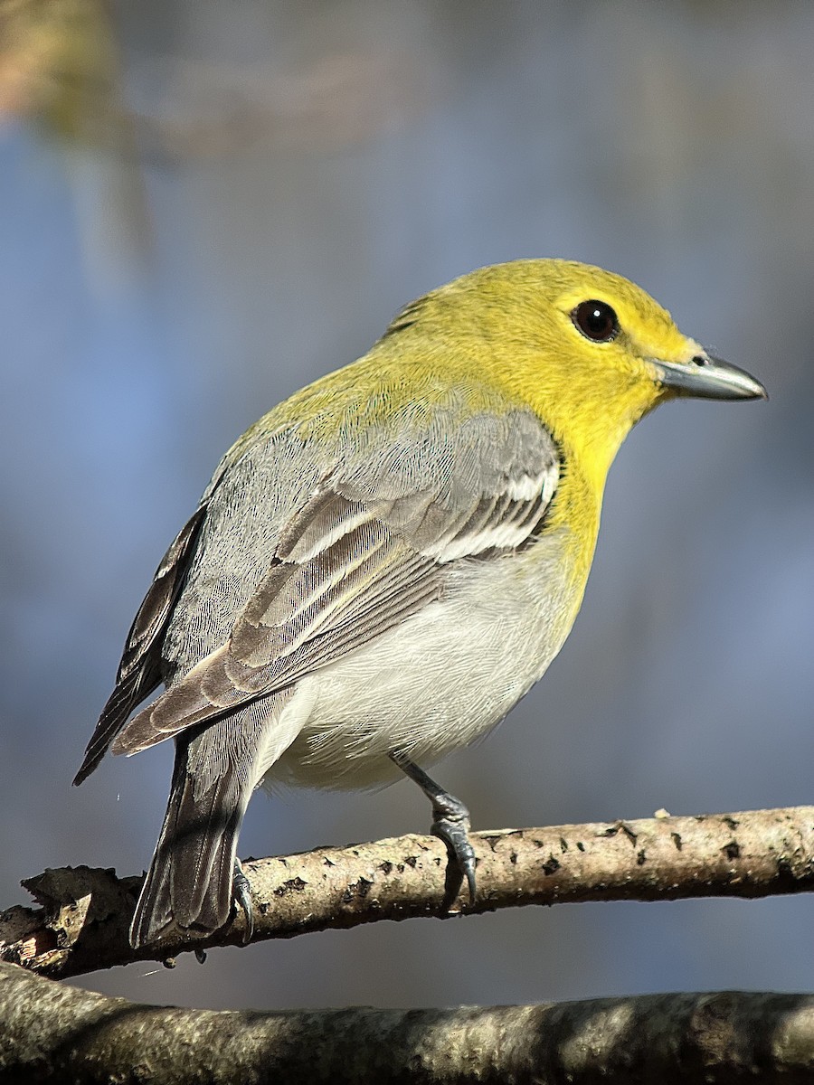 Viréo à gorge jaune - ML618648025