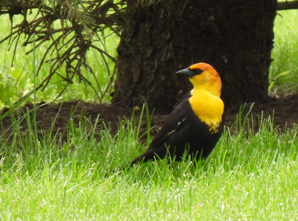 Yellow-headed Blackbird - Carolyn Sebestyen