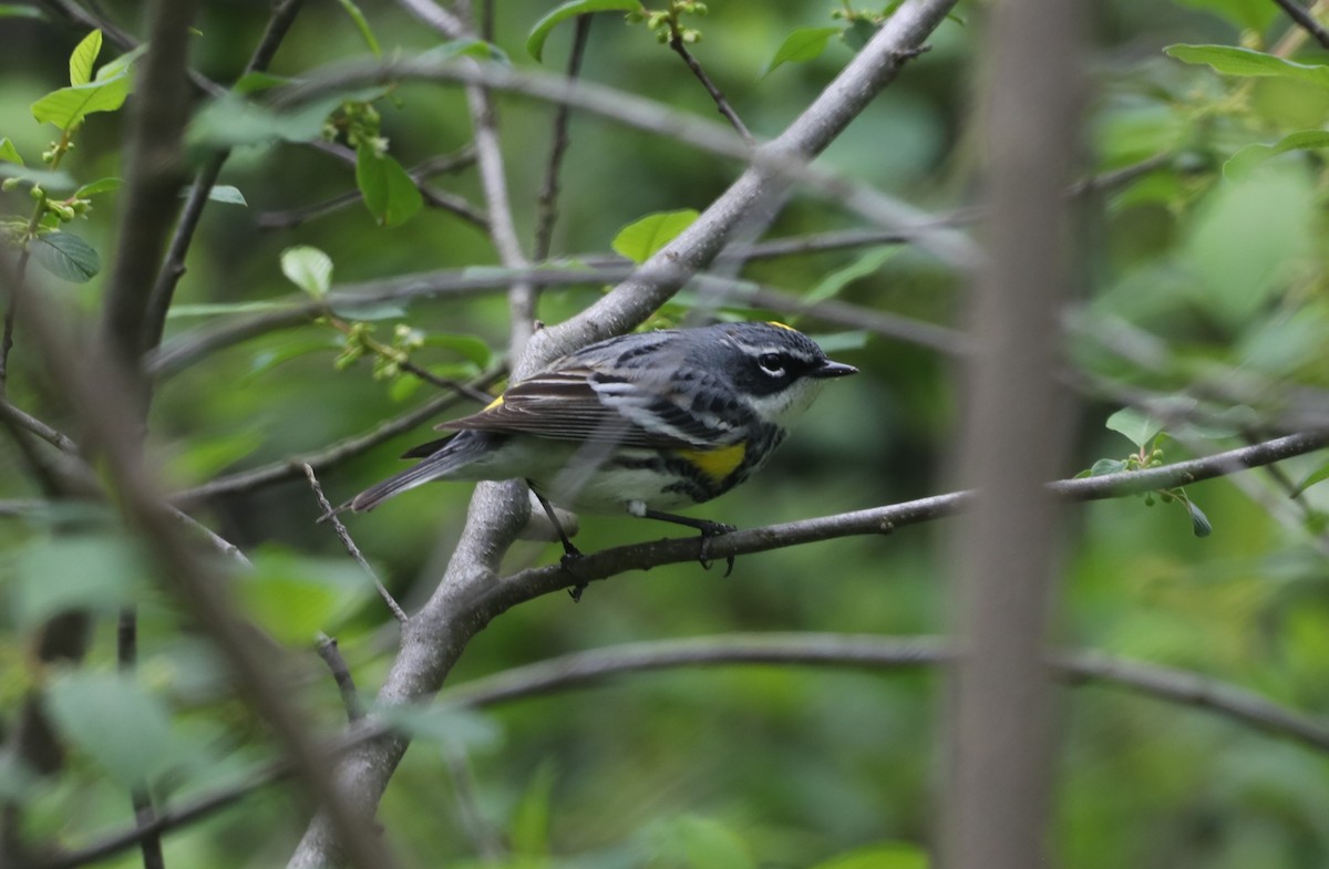 Yellow-rumped Warbler (Myrtle) - "Chia" Cory Chiappone ⚡️