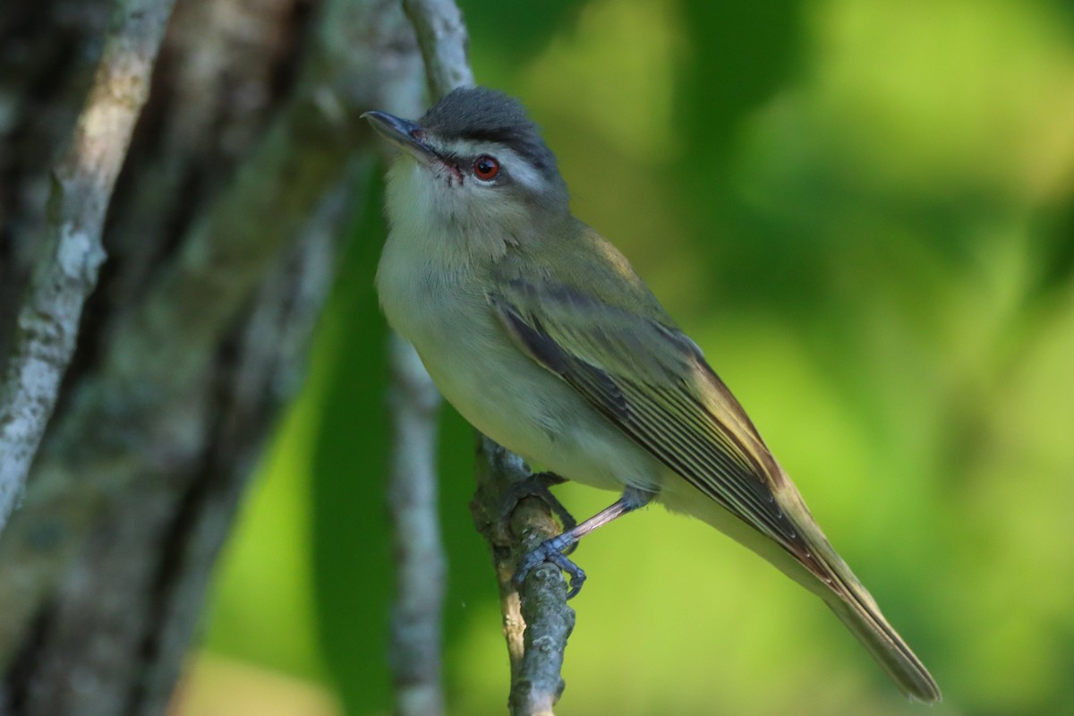 Red-eyed Vireo - ML618648037