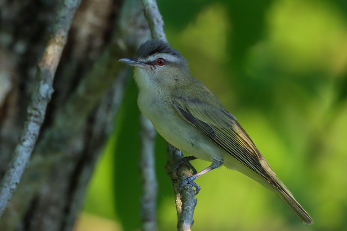 Red-eyed Vireo - ML618648038