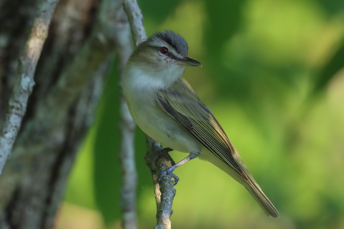 rødøyevireo - ML618648039