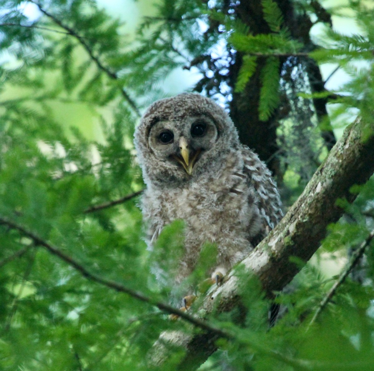 Barred Owl - ML618648064