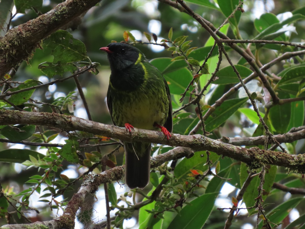 Green-and-black Fruiteater - Cristian Cufiño